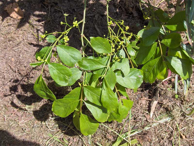 Japanese spindletree (Euonymus japonicus)