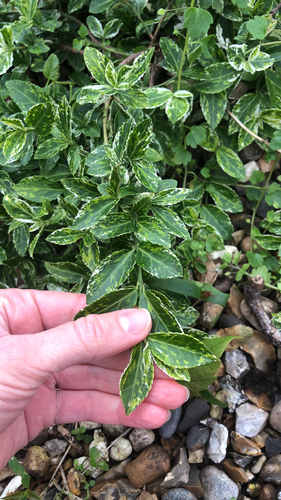 Japanese spindletree (Euonymus japonicus)