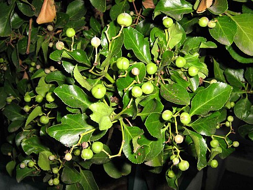 Japanese spindletree: Arbre méditerranéen inconnu