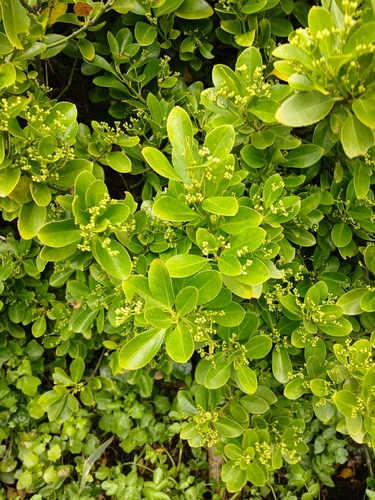 Japanese spindletree (Euonymus japonicus)