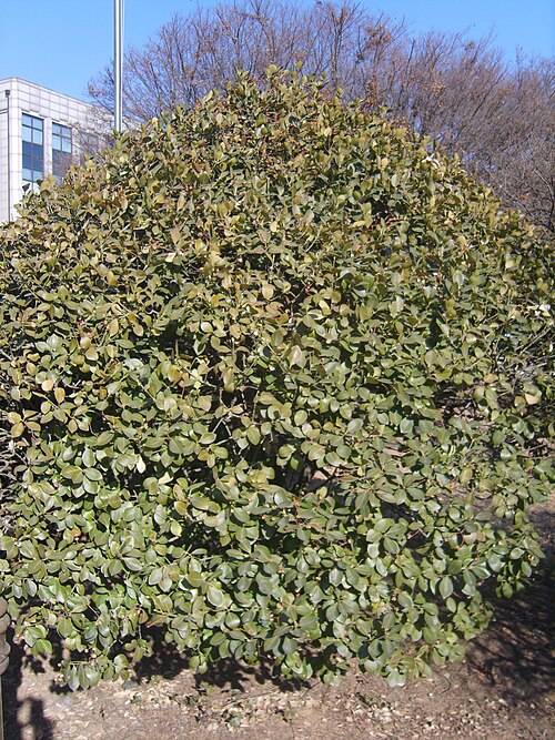 Japanese spindletree: Euonymus japonicus in Incheon Korea. 인천광역시 교육청 앞 정원에 사는 사철나무.
