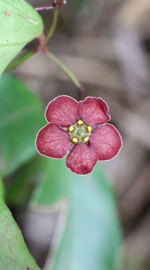 Euonymus laxiflorus: Loose-flowered Euonymus ( Euonymus laxiflorus ) in Hong Kong