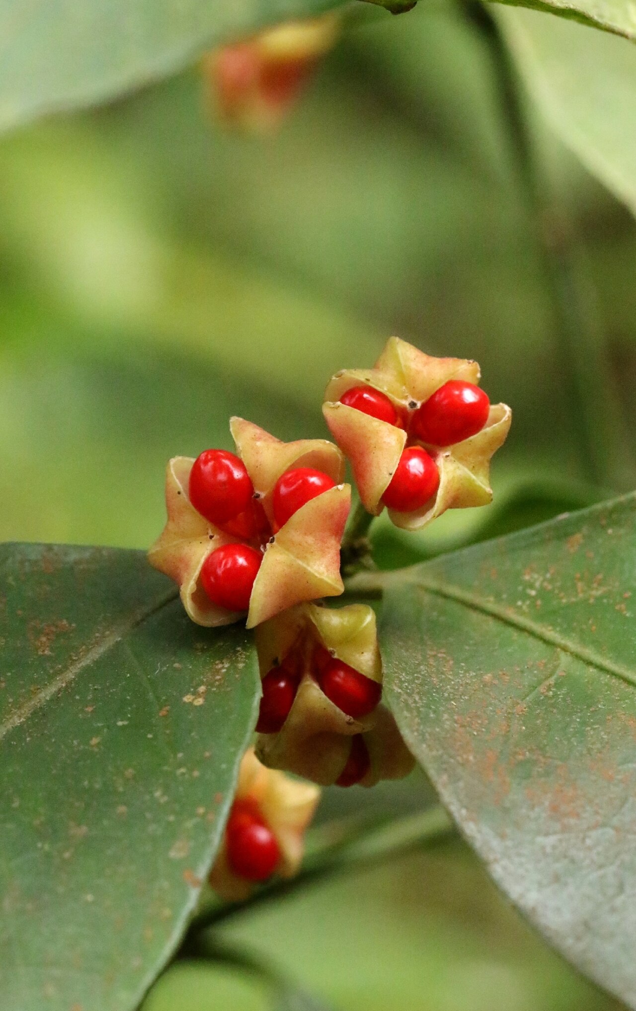 Euonymus laxiflorus: Loose-flowered Euonymus ( Euonymus laxiflorus ) in Hong Kong