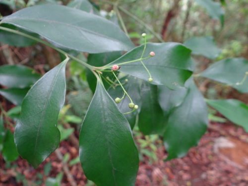 Euonymus laxiflorus (Euonymus laxiflorus)