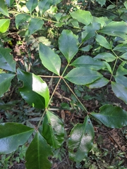 Euonymus laxiflorus (Euonymus laxiflorus)