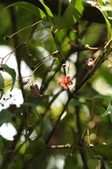Euonymus laxiflorus (Euonymus laxiflorus)