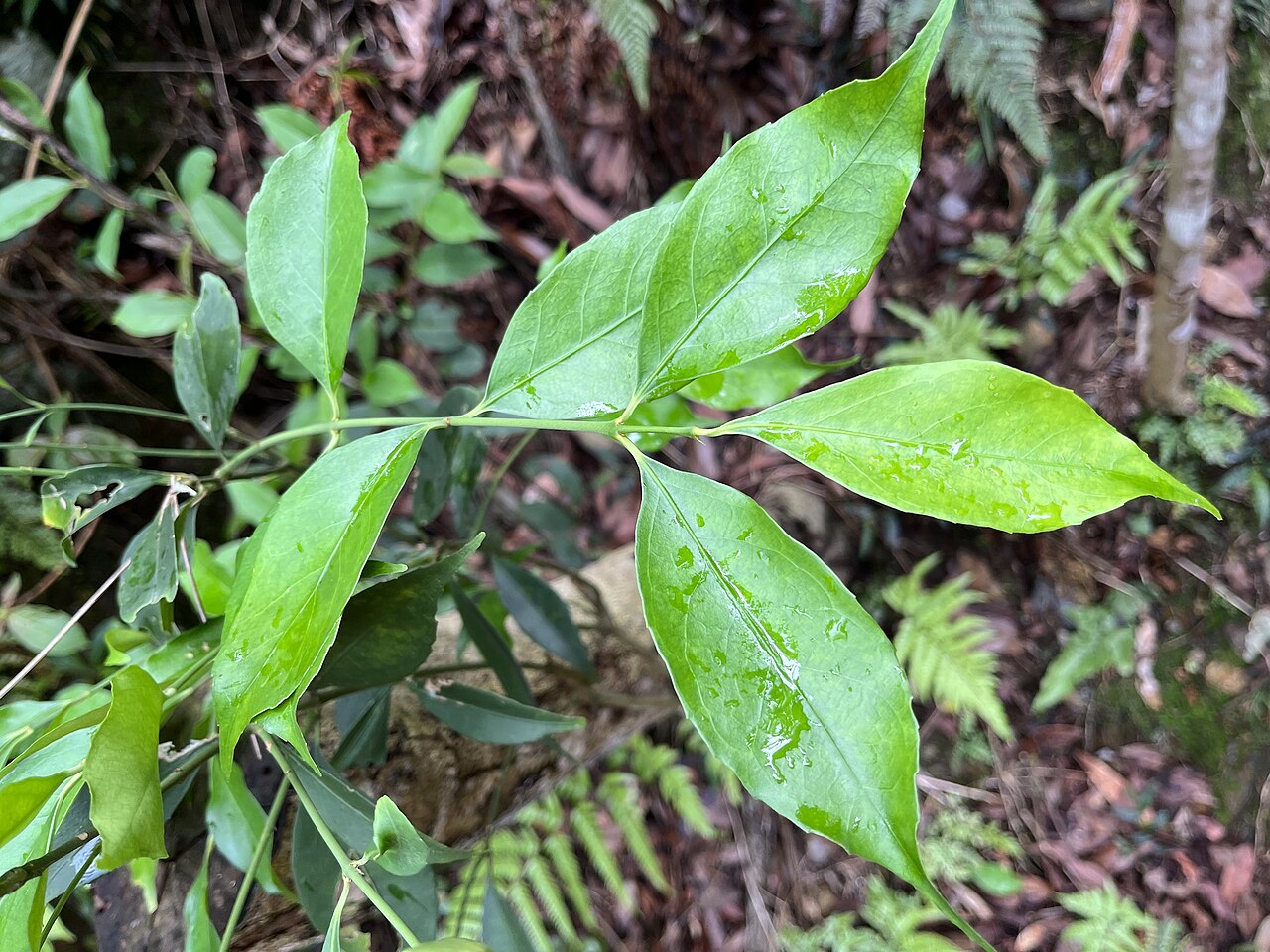 Euonymus laxiflorus: Loose-flowered Euonymus ( Euonymus laxiflorus ) in Taiwan