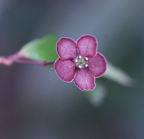 Euonymus laxiflorus (Euonymus laxiflorus)
