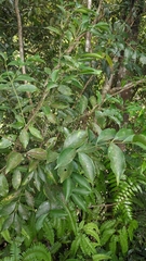Euonymus laxiflorus (Euonymus laxiflorus)