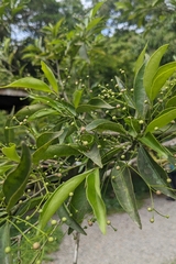 Euonymus laxiflorus (Euonymus laxiflorus)