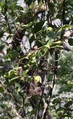 Euonymus laxiflorus (Euonymus laxiflorus)