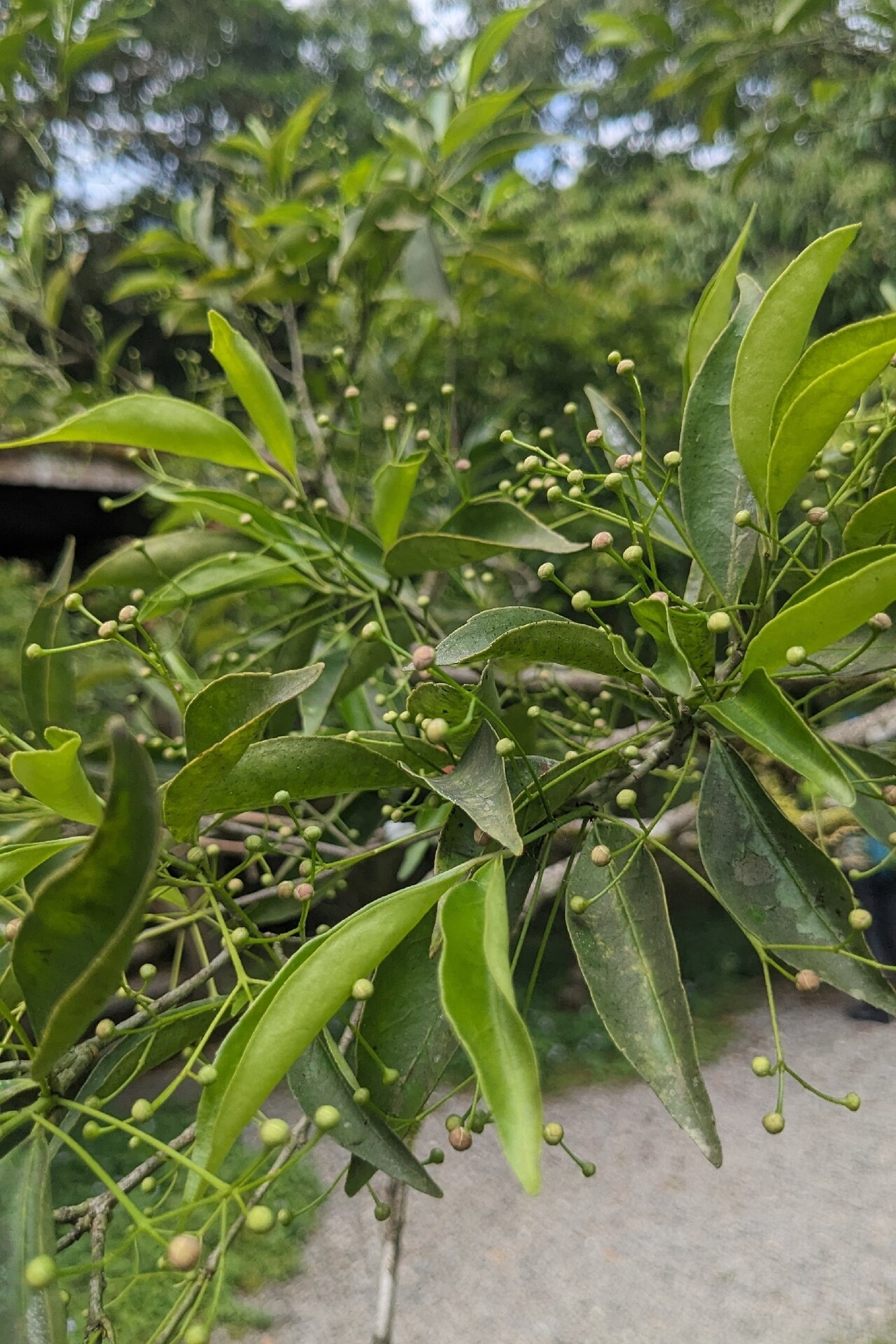 Euonymus laxiflorus: Loose-flowered Euonymus ( Euonymus laxiflorus ) in Taiwan