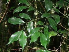 Euonymus laxiflorus (Euonymus laxiflorus)