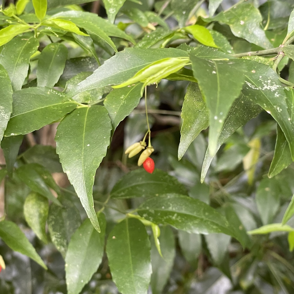 Euonymus lutchuensis (Euonymus lutchuensis)
