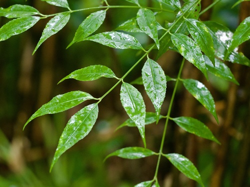 Euonymus lutchuensis (Euonymus lutchuensis)