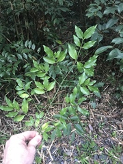Euonymus lutchuensis (Euonymus lutchuensis)