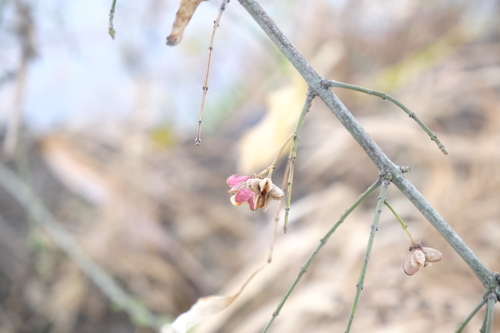 Winterberry euonymus (Euonymus maackii)
