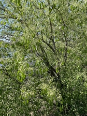 Winterberry euonymus (Euonymus maackii)
