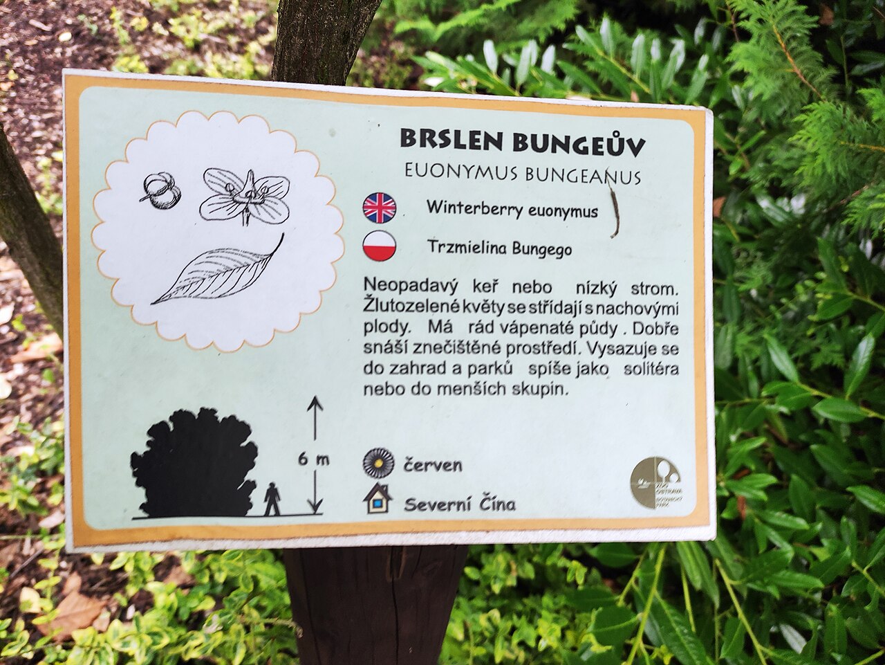 Winterberry euonymus: Brslen Bungeův (Euonymus bungeanus), ZOO Ostrava
