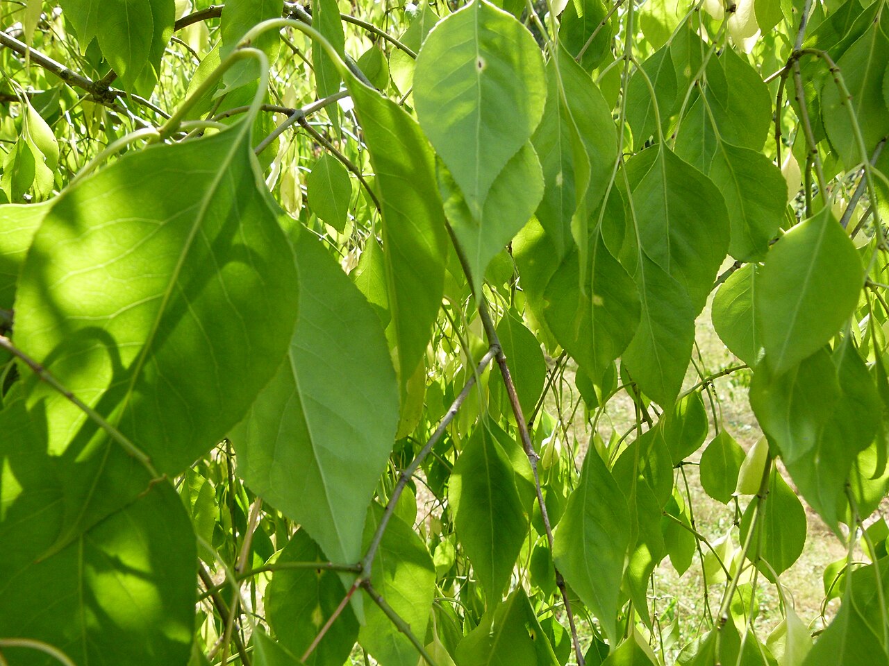 Winterberry euonymus: Euonymus bungeanus. Parc floral de Paris
