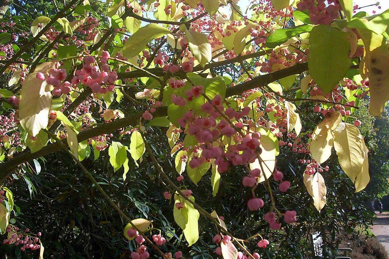 Winterberry euonymus: Euonymus