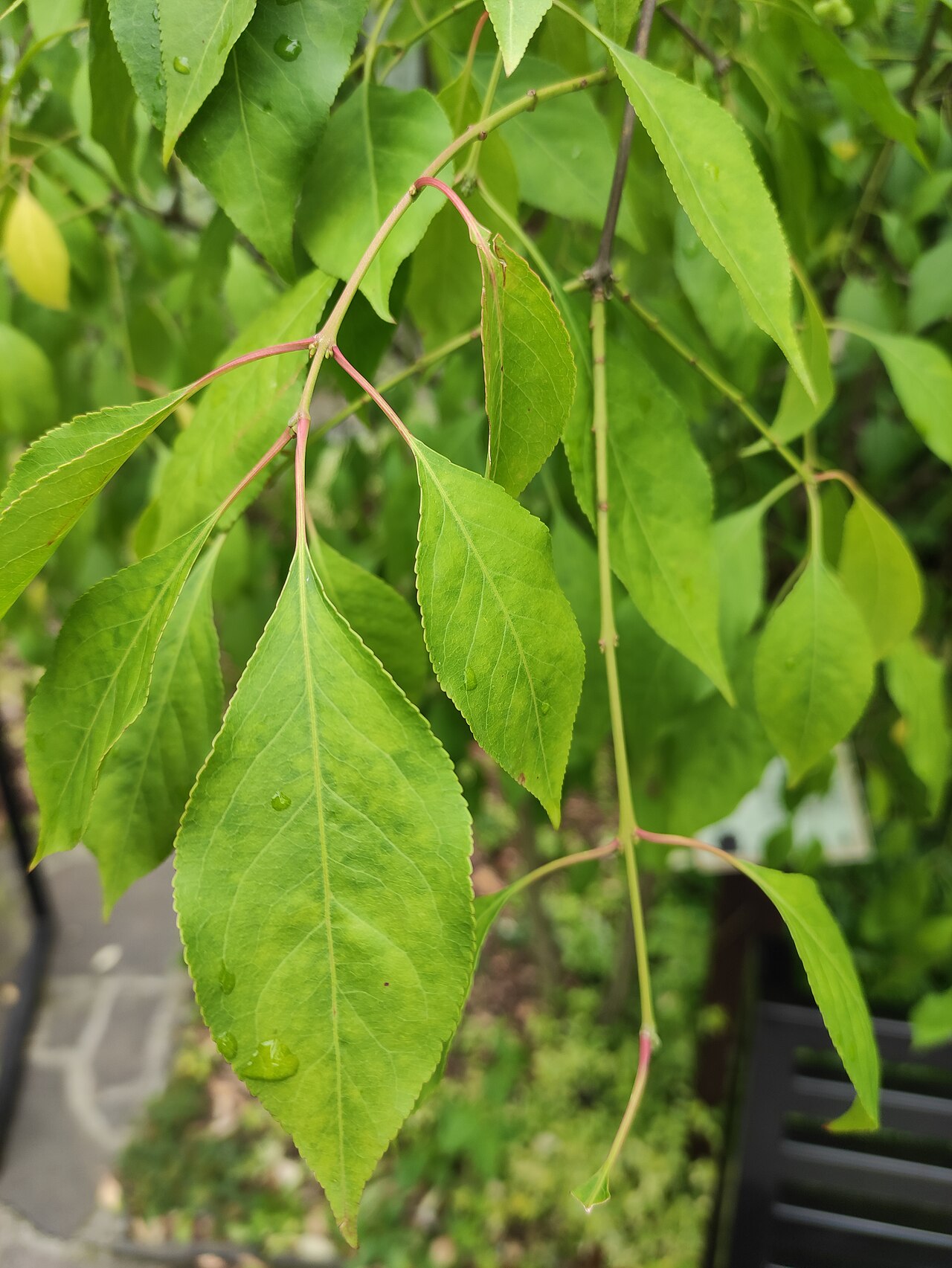 Winterberry euonymus: Brslen bungeův (Euonymus bungeanus), ZOO OSTRAVA