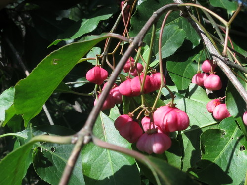 Winterberry euonymus (Euonymus maackii)