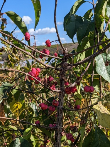Winterberry euonymus (Euonymus maackii)