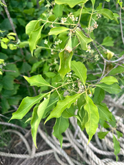 Winterberry euonymus (Euonymus maackii)