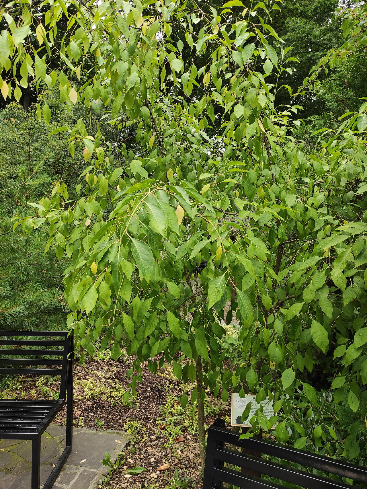 Winterberry euonymus: Brslen bungeův (Euonymus bungeanus), ZOO OSTRAVA