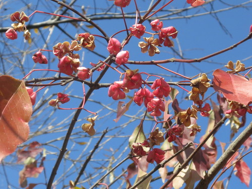 Winterberry euonymus (Euonymus maackii)