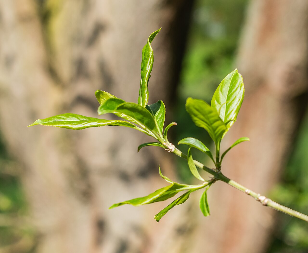 Euonymus macropterus: Euonymus macropterus in Neuer Botanischer Garten der Universität of Göttingen, Lower Saxony, Germany