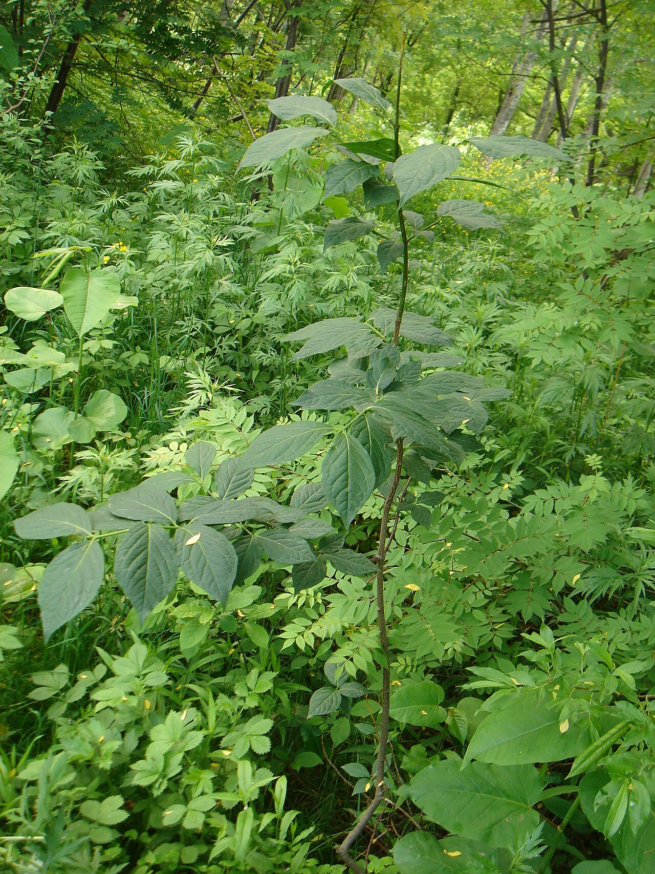 Euonymus macropterus: Сахалин