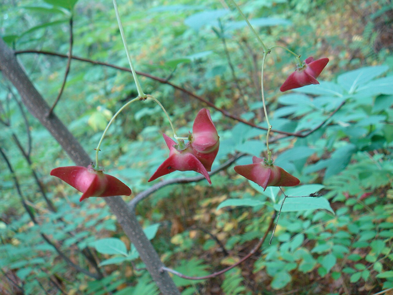 Euonymus macropterus: Сахалин