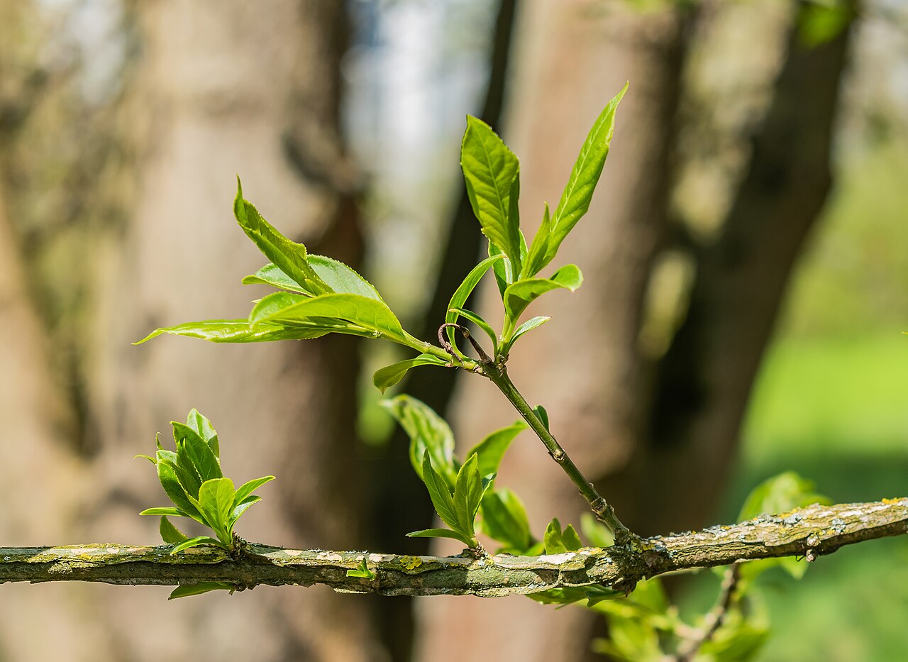Euonymus macropterus: Euonymus macropterus in Neuer Botanischer Garten der Universität of Göttingen, Lower Saxony, Germany