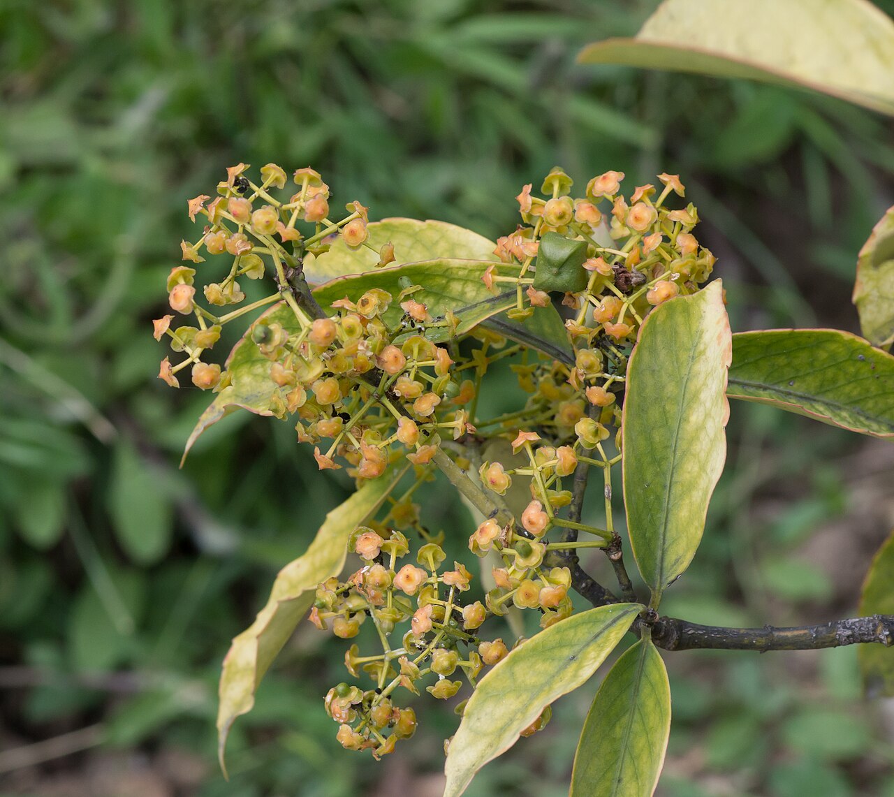 Many flowered spindle: Euonymus myrianthus - Jardin des Plantes