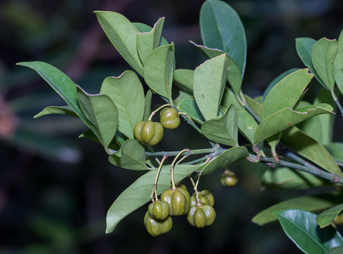 Euonymus nitidus (Euonymus nitidus)
