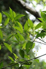 Euonymus nitidus (Euonymus nitidus)
