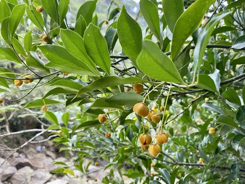Euonymus nitidus (Euonymus nitidus)