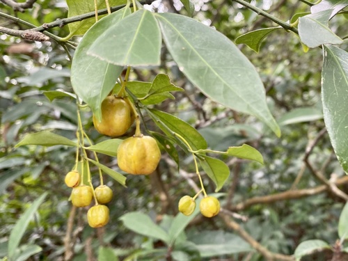 Euonymus nitidus (Euonymus nitidus)