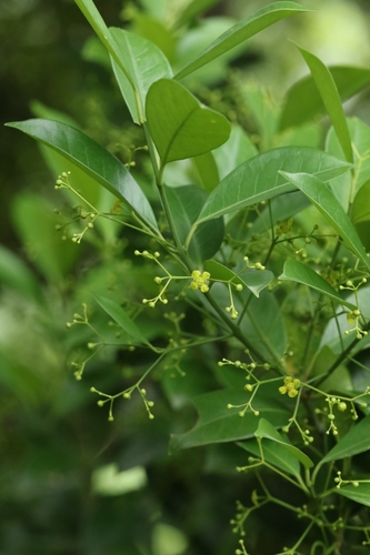 Euonymus nitidus (Euonymus nitidus)