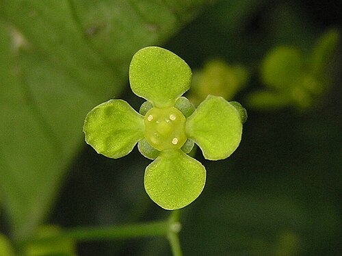 Euonymus nitidus: 中華衛矛 Euonymus chinensis [香港太平山 Victoria Peak, Hong Kong]
