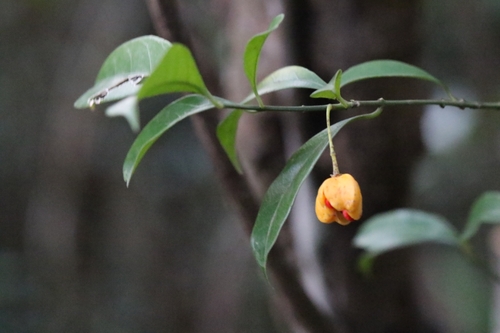 Euonymus nitidus (Euonymus nitidus)