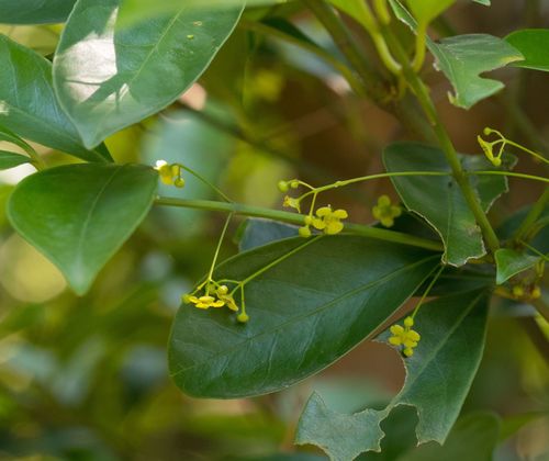 Euonymus nitidus (Euonymus nitidus)