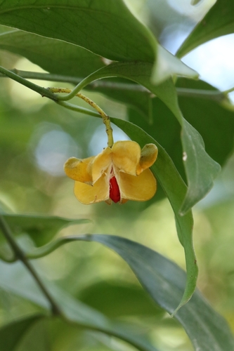 Euonymus nitidus (Euonymus nitidus)