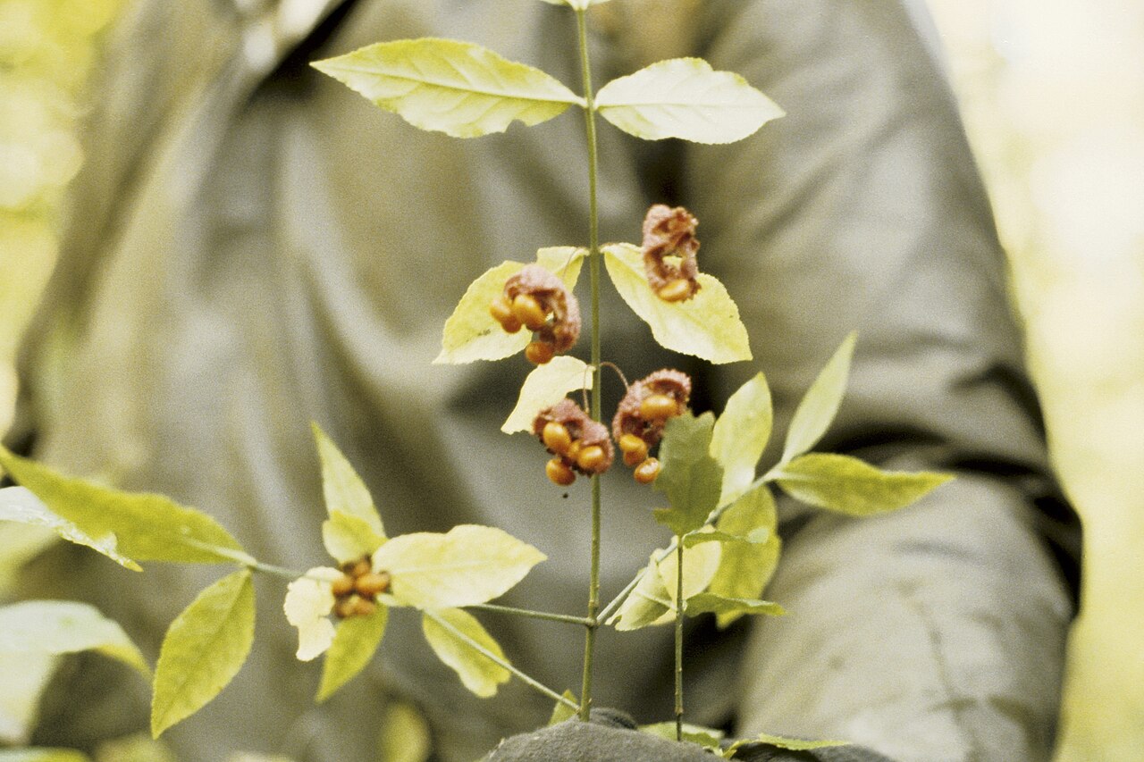 Running strawberry bush: running strawberry bush Euonymus obovatus Nutt. Descriptor: Fruit(s) Image type: Field Image location: United States