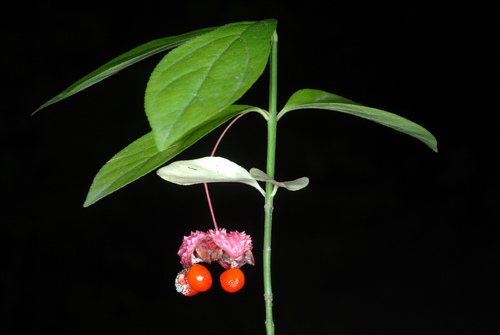 Running strawberry bush (Euonymus obovatus)