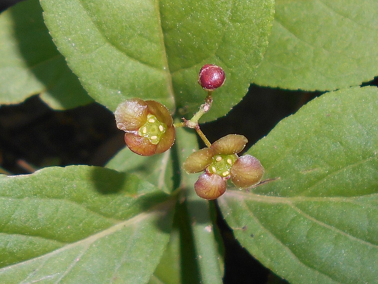 Running strawberry bush: Euonymus obovatus , Botanischer Garten Berlin.