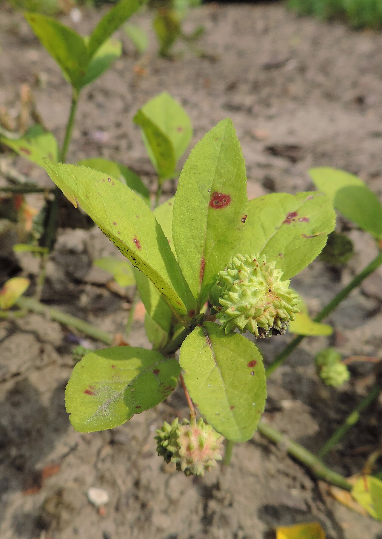 Running strawberry bush: Euonymus obovatus
