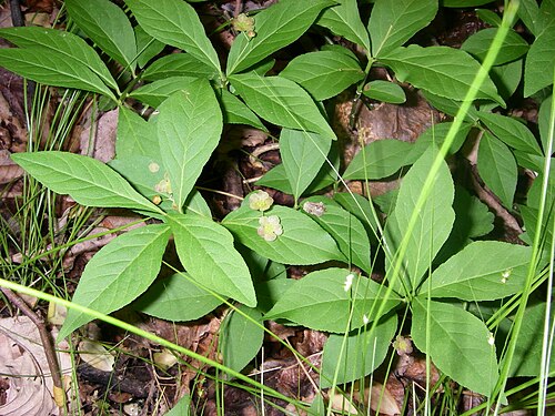 Running strawberry bush: I personally took this photo in the GSMNP. Halpaugh ( talk ) 20:24, 12 May 2011